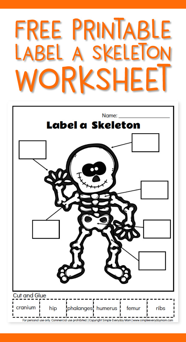 skeletal system worksheet