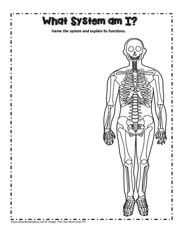 Skeletal System Teaching Activity Worksheets