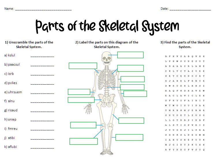 Parts of the Skeletal System Worksheet  
