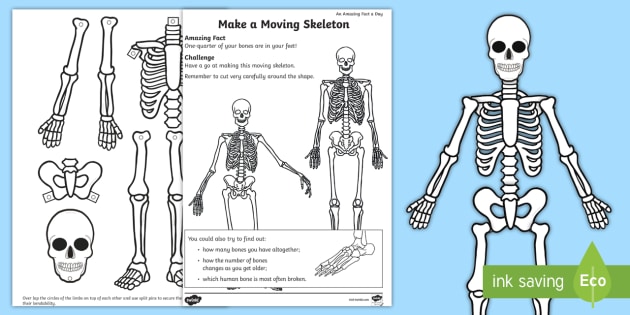 Make a Moving Skeleton Worksheet | Anterior View | Printable