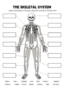 Human Anatomy Skeleton Labeling Worksheets In 3 Levels Worksheets Human Anatomy Skeleton Labeling Worksheets In 3 Levels Worksheets