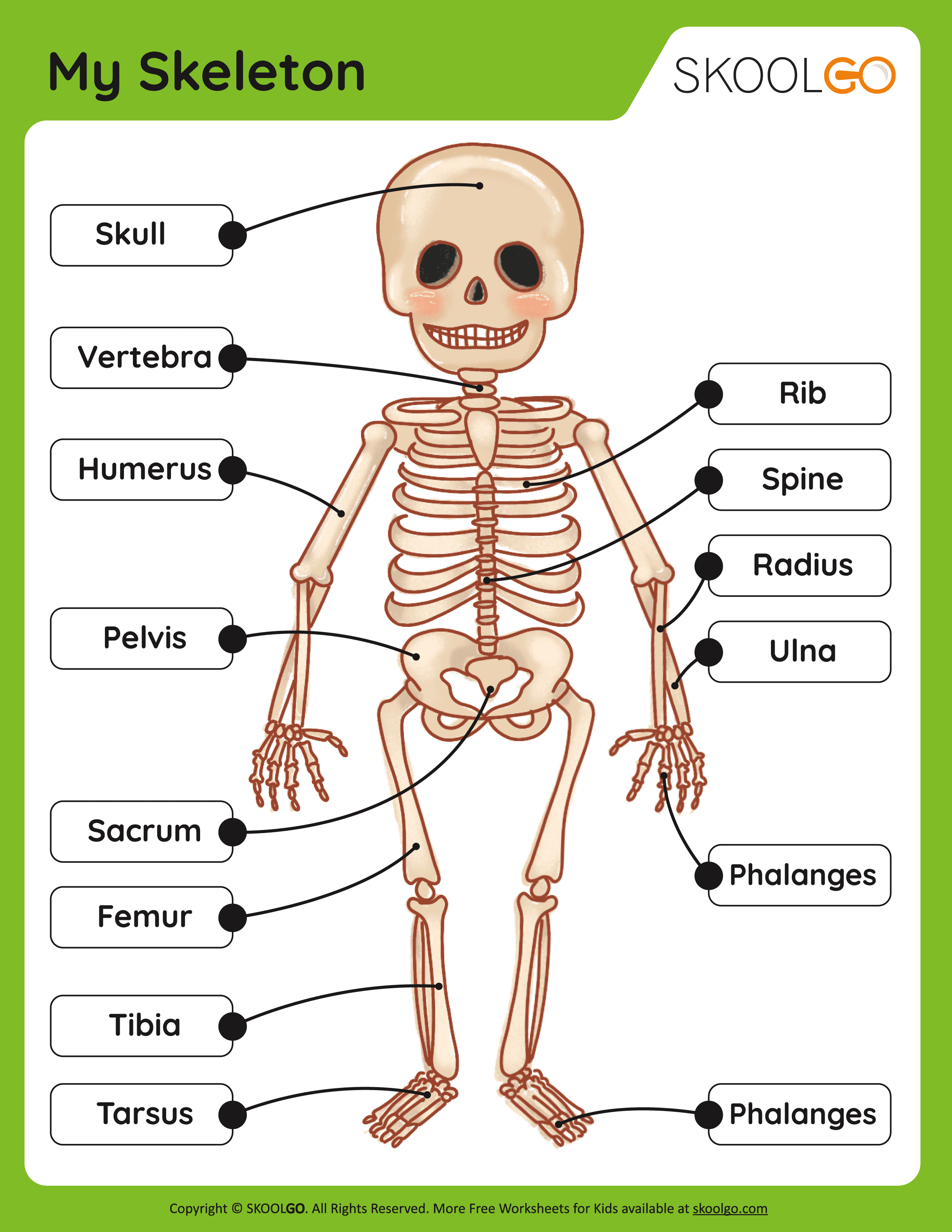 My Skeleton Free Worksheet SKOOLGO Worksheets Library