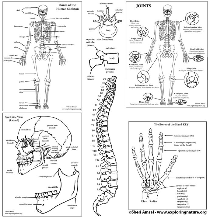 Skeletal System Labeling Bundle (High School &  College ...