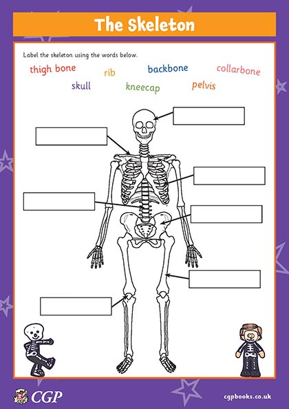 The Skeleton (Year 3) | CGP Plus