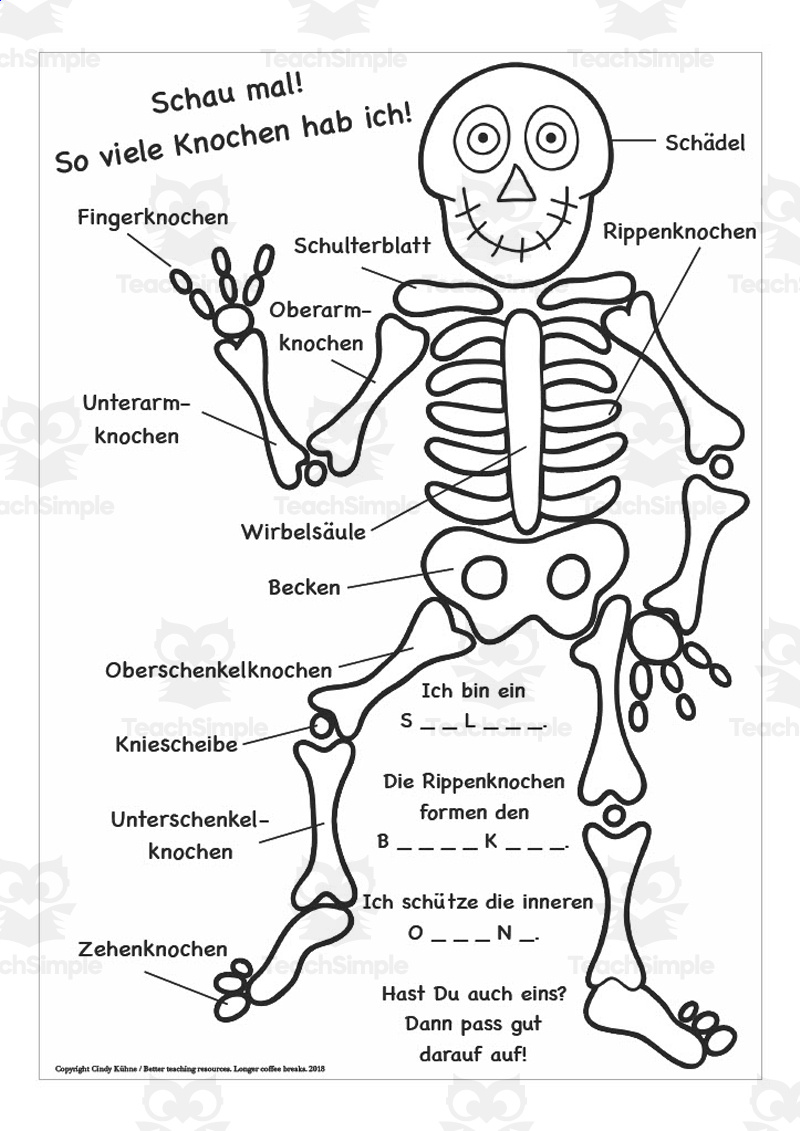 German: Skeleton Bone Label Worksheet
