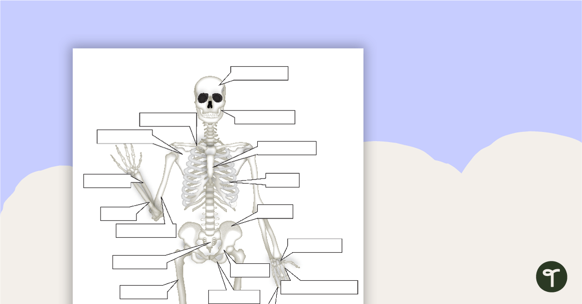 The Human Skeletal System Worksheet | Teach Starter
