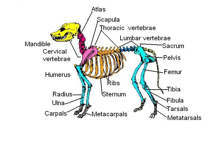 6.21: Skeleton Worksheet Answers - Medicine LibreTexts