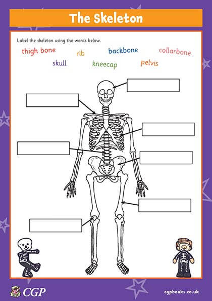 The Skeleton (Year 3) | CGP Plus