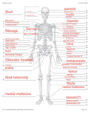 Skeleton Worksheet.pdf - flo76434 un0164 Skull 1/12/09 12:42 PM ...
