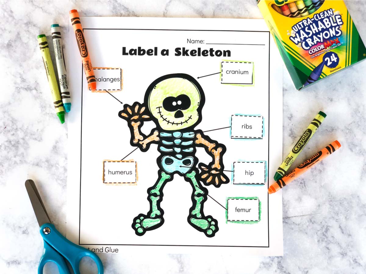 skeleton worksheet for kindergarten