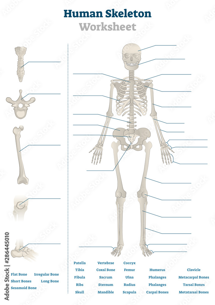 Human skeleton worksheet vector illustration. Blank educational ...