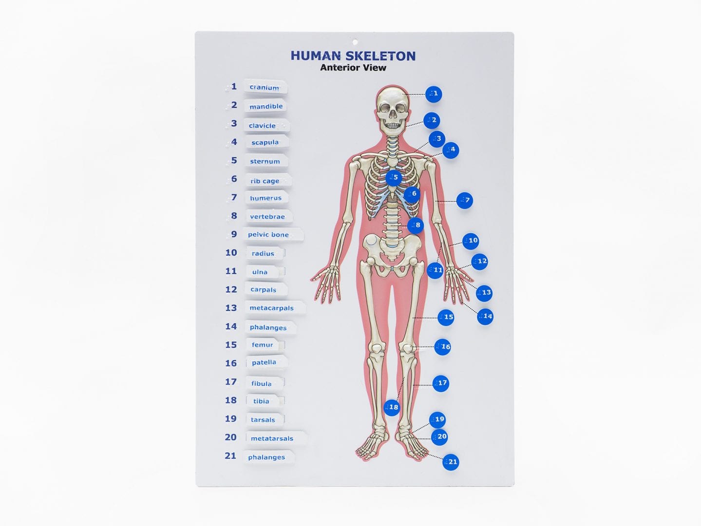 Touch, Label, and Learn Poster: Human Skeleton (Anterior View)