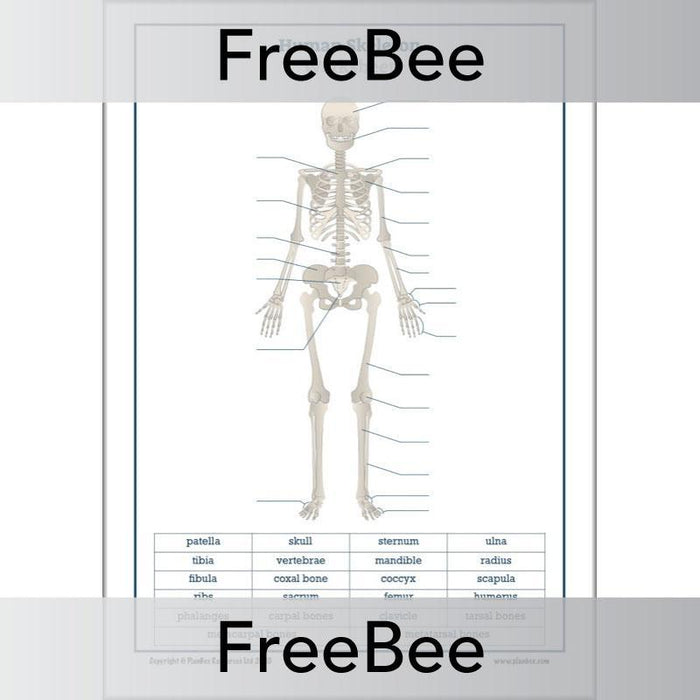Free label the Skeleton Worksheet by PlanBee