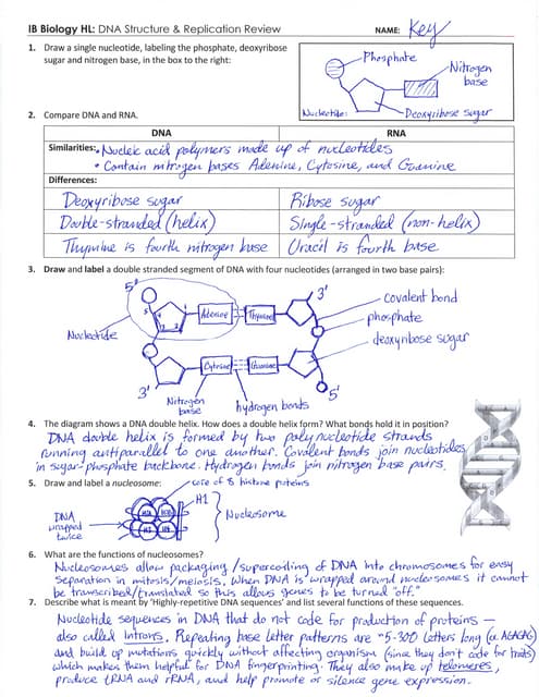 IB DNA Structure &  Replication Review Key (2.6-2.7-7.1) | PDF