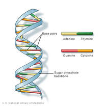 Topic 7.1 DNA Structure and Replication - AMAZING WORLD OF SCIENCE ...