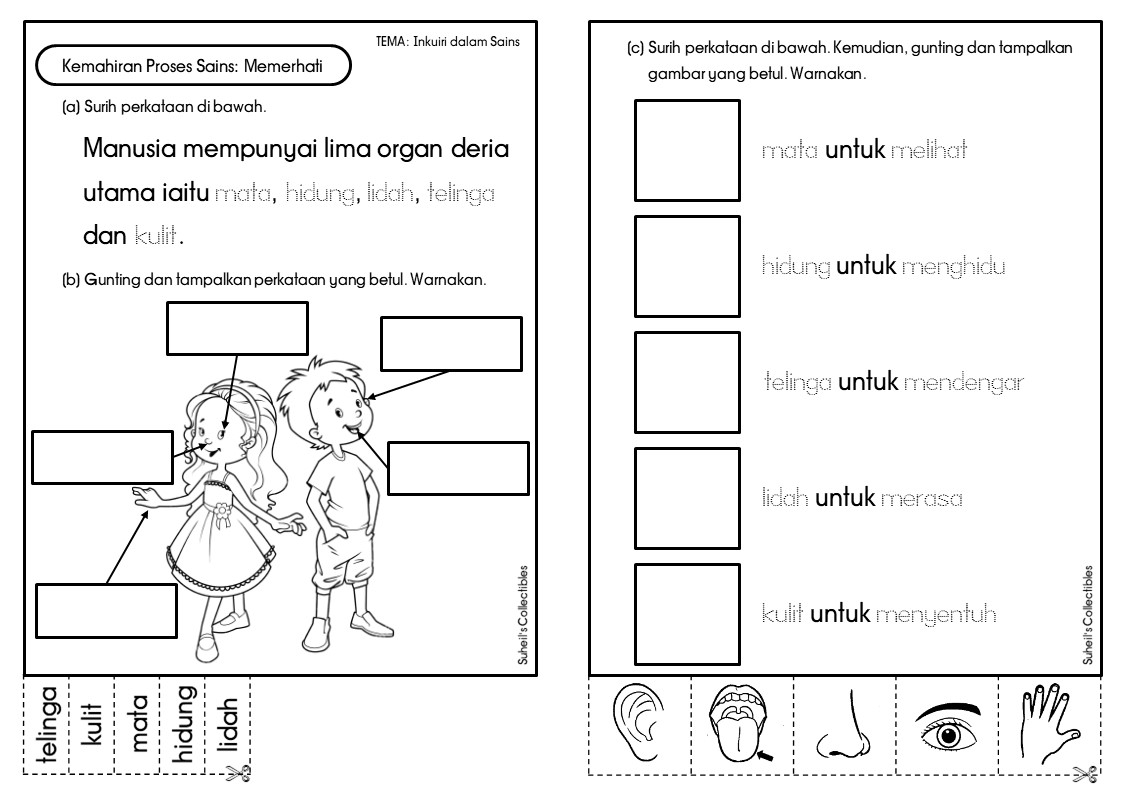Science Year 1: Scientific Skills - Mr Suheils Collectibles