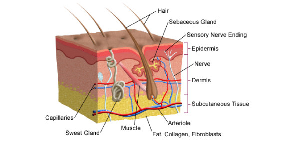 skin diagram worksheet