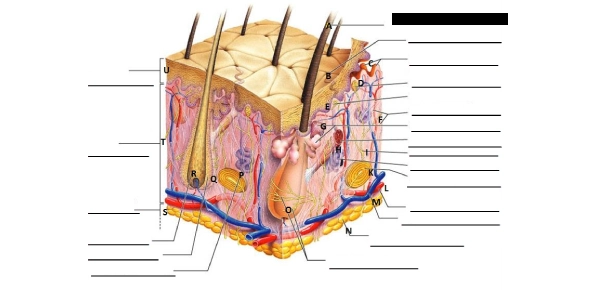 skin labeling worksheet