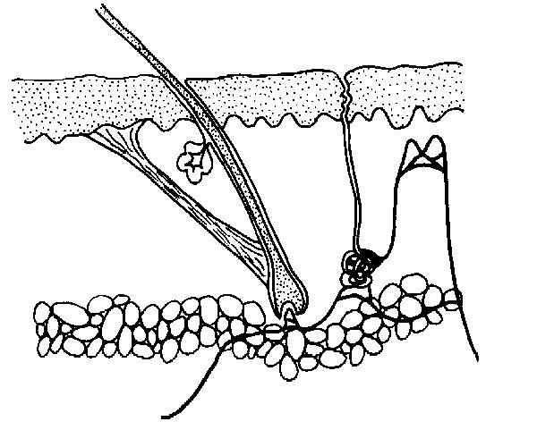 Skin Worksheet - WikiEducator