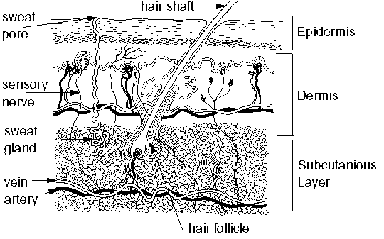 The Integumentary System (Skin) | Medical Terminology for Cancer