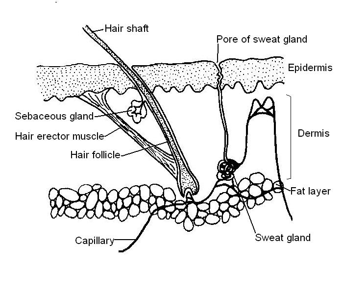 skin worksheet answers