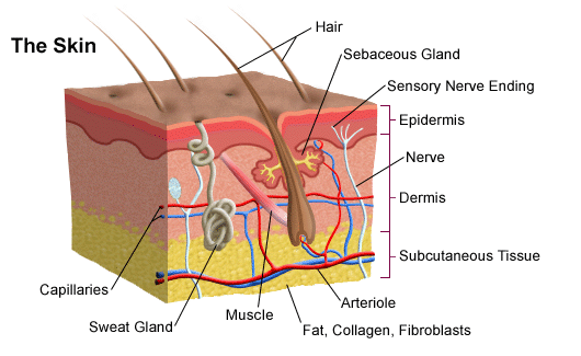 Skin Facts for Kids