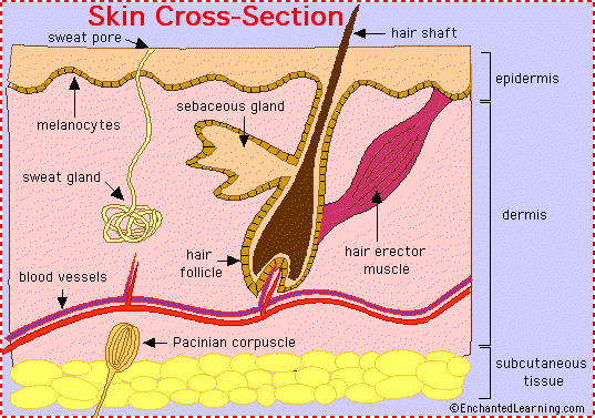 skin worksheet answers