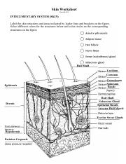 Kami Export - Skin Worksheet 1 .pdf - Skin Worksheet Revised 9/05 ...