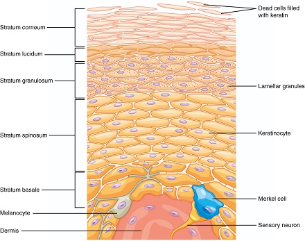 Quiz &  Worksheet - Layers &  Role of Skin | Study.com