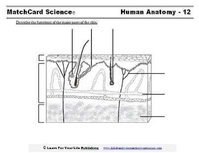 Skin Worksheets