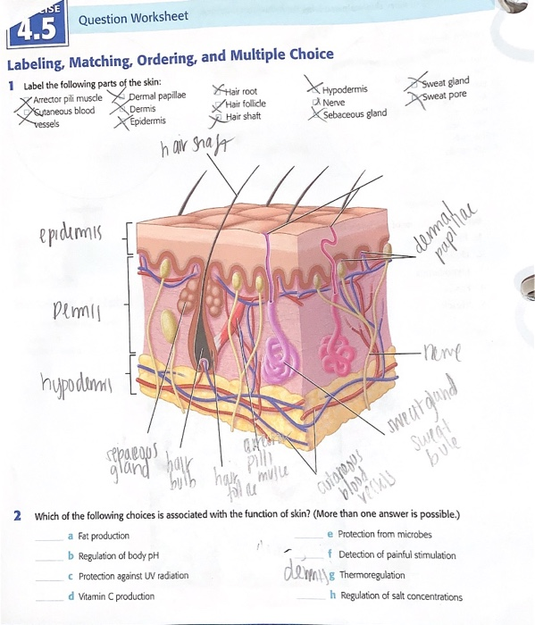 Solved 4.5 Label the following parts of the skin ***Which of ...