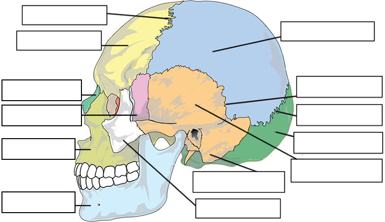 Label the Bones of the Skull