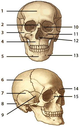 skull anatomy worksheet