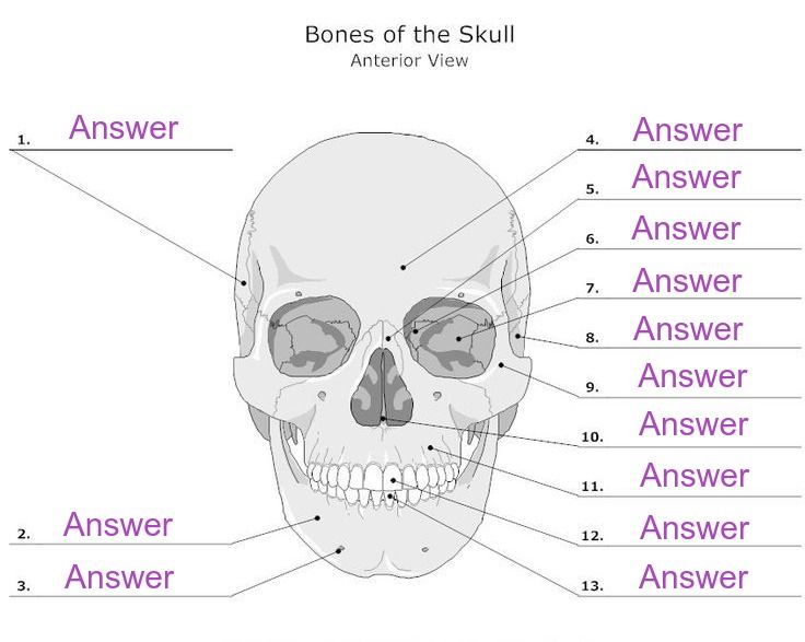 skull anatomy worksheet