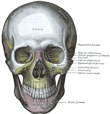 Quiz &  Worksheet - Cranial Bones of the Skull | Study.com