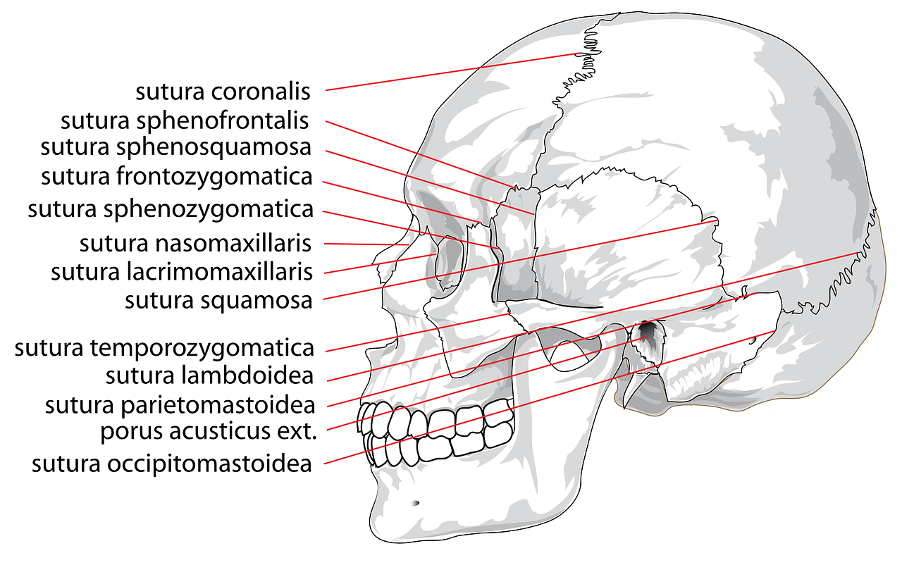 skull anatomy worksheet