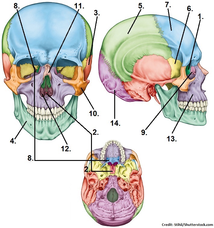 Skull Bones Quiz (Cranial and Facial Bones)