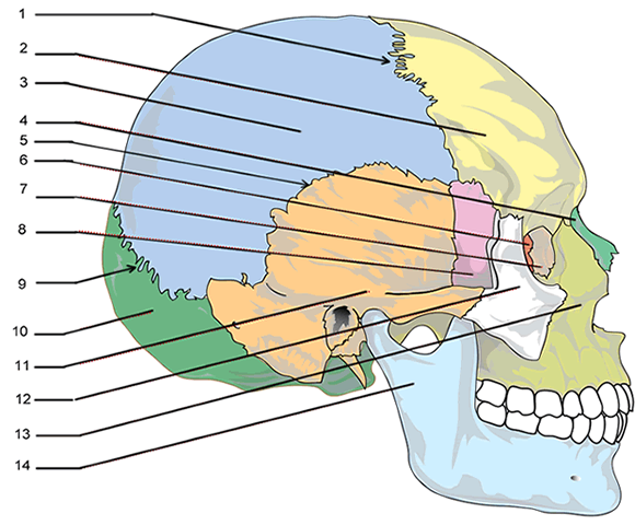 Label the Bones of the Skull