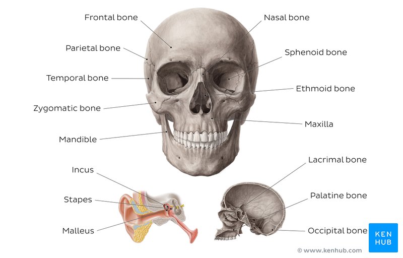 Learn Skull Anatomy With Skull Bone Quizzes And Diagrams Kenhub 