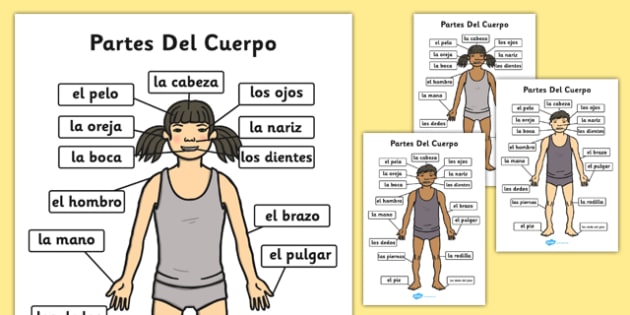 spanish body parts worksheet