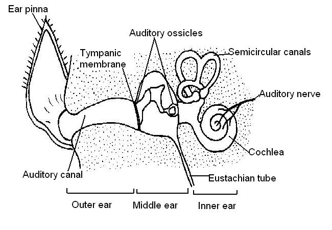 The Anatomy and Physiology of Animals/Special Senses Worksheet ...