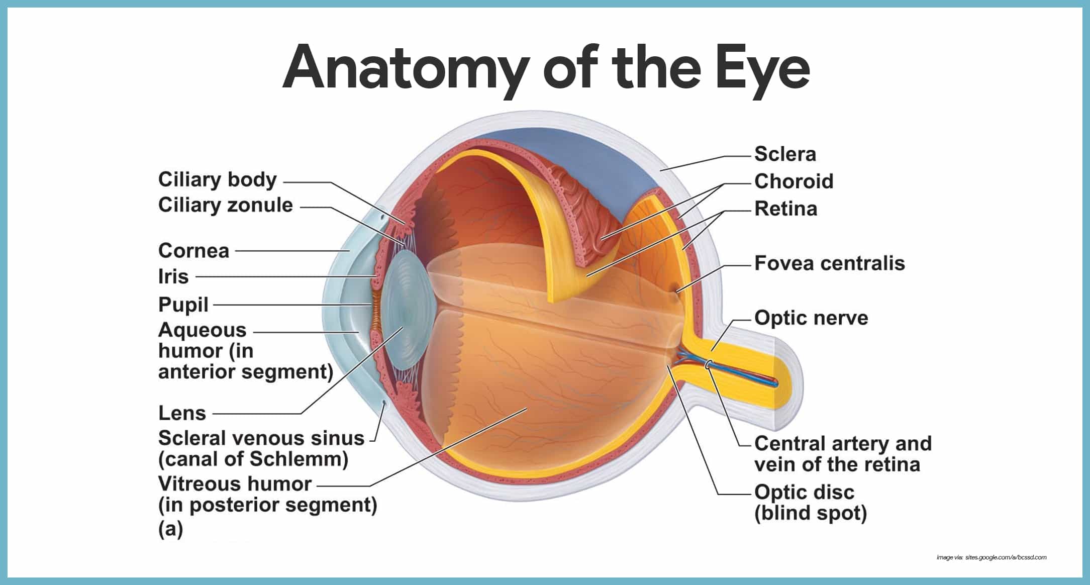 Special Senses Anatomy and Physiology - Nurseslabs