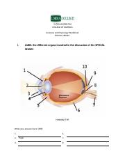 LM-1-SPECIAL-SENSES-WORKSHEET.docx - COLLEGE OF NURSING Anatomy ...