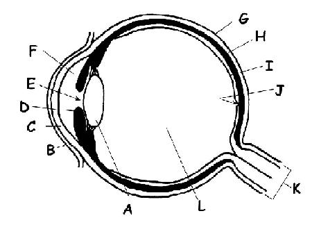 The Anatomy and Physiology of Animals/Special Senses Worksheet ...