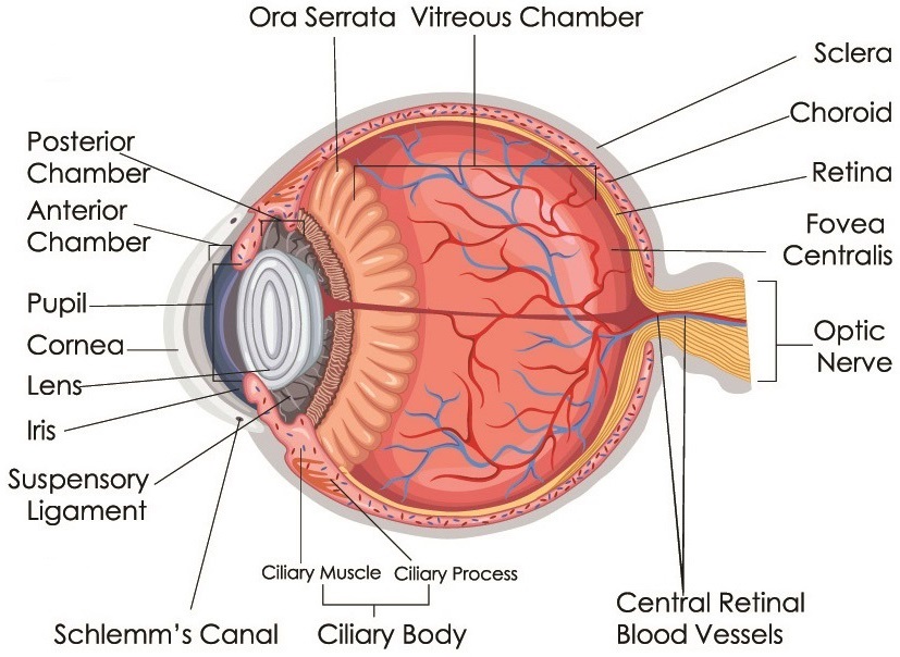 SCB 115 Lab 11 - Exercise 19 Special Senses - Natural Sciences ...