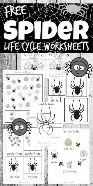 spider labeling worksheet