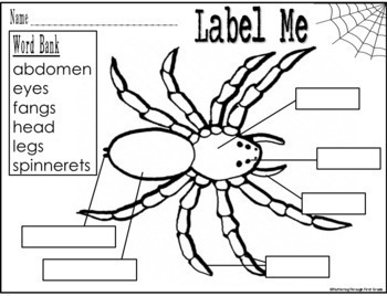 Spiders: Math and Literacy Activities