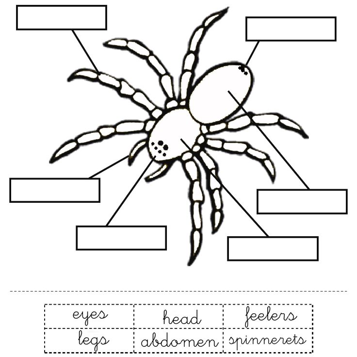 Spider Lesson Plan for Preschool (Includes links to FREE ...