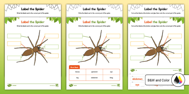 Label the Spider Differentiated Activity for K-2nd Grade