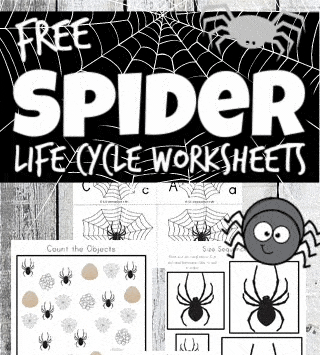 ? FREE Printable Life Cycle of a Spider Worksheets for kids